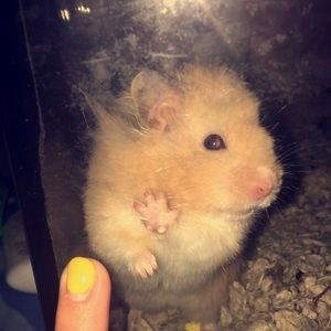 Meet your Posher, Maggie